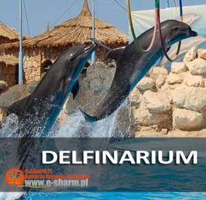 E-SHARM PL Pokaz delfinów Sharm el Sheikh